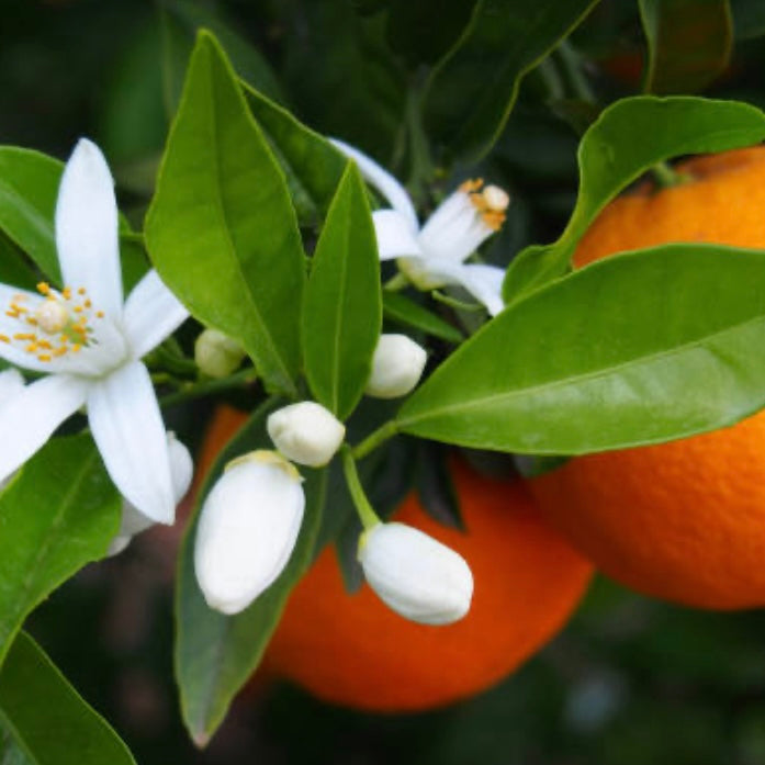 Fondant parfumé FLEUR D’ORANGER